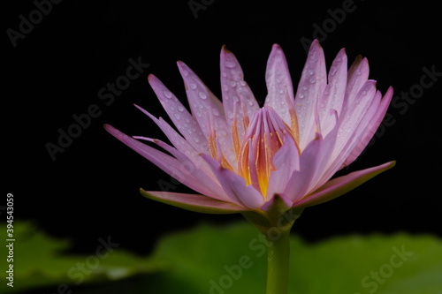 Close up detail blooming pink water lily flower with stem  isolated on black background