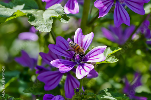 Flower of the Common Mallow - Malva sylvestris - with honey bee in the summer