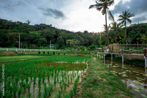 The blurred background view of the roadside inn and green rice fields, the beauty of nature during the trip. © bangprik