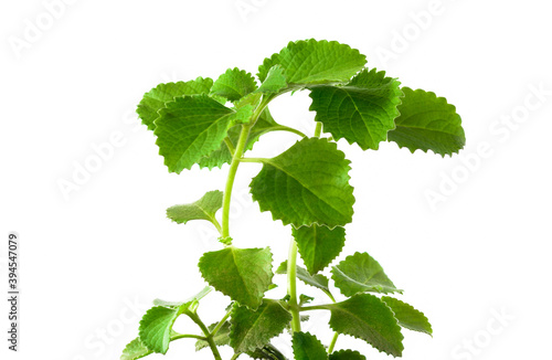 Oregano Plant Isolated on White Background