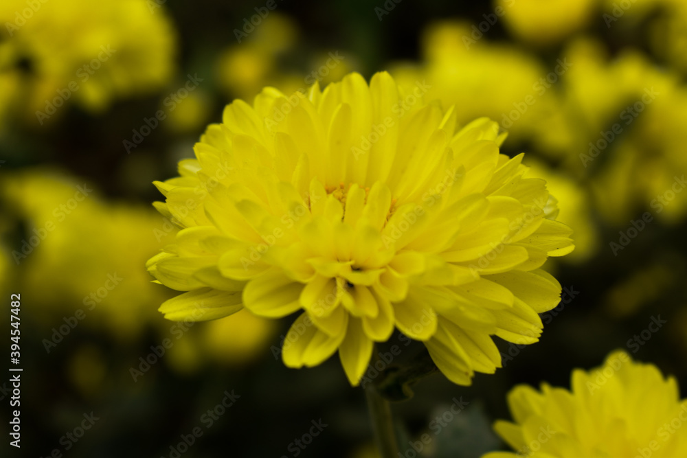 Yellow colored marigold flowers with green leaves in a garden Yellow colored marigold flowers with green leaves in a garden