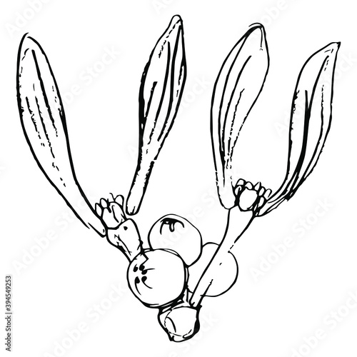 Branch of mistletoe. Viscum album. Floral decoration. Hand drawn linear ink sketch. Black silhouette on white background.