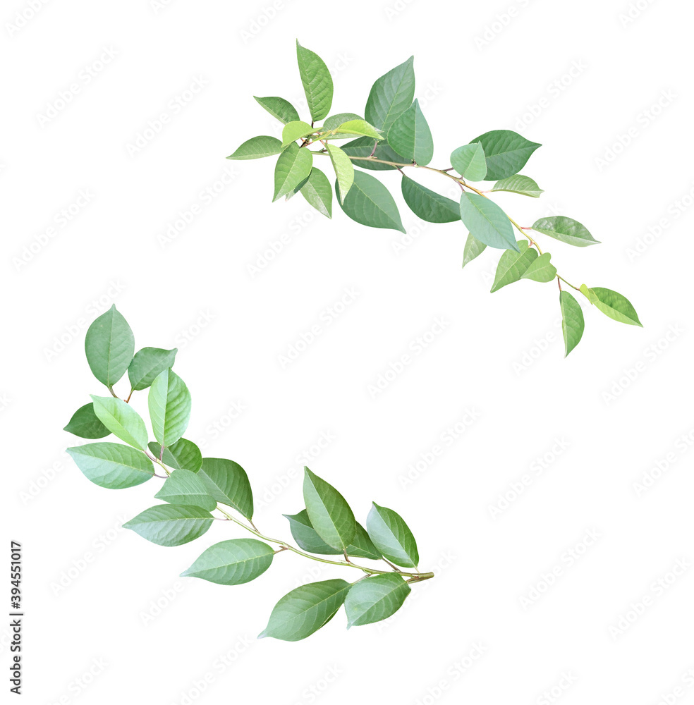 Decorative round frame with branch with green leaves Decorative round frame with branch with green leaves