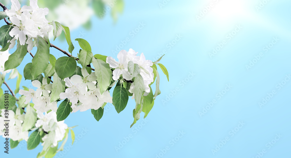 Horizontal banner with beautiful branches of apple tree with white flowers