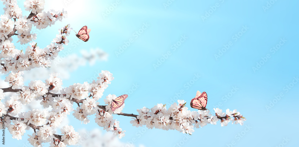 Sakura flowers and three monarch butterflies - obrazy, fototapety, plakaty 