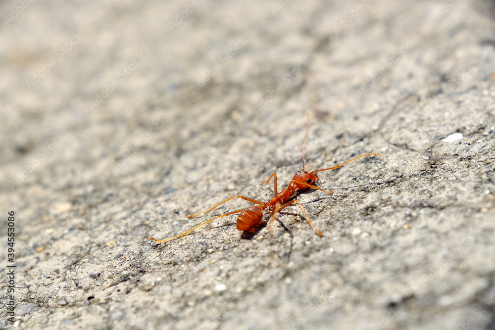 Obraz premium Macro of red fire ant