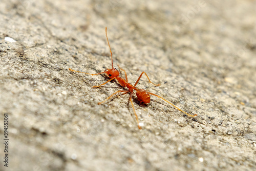 Macro of red fire ant