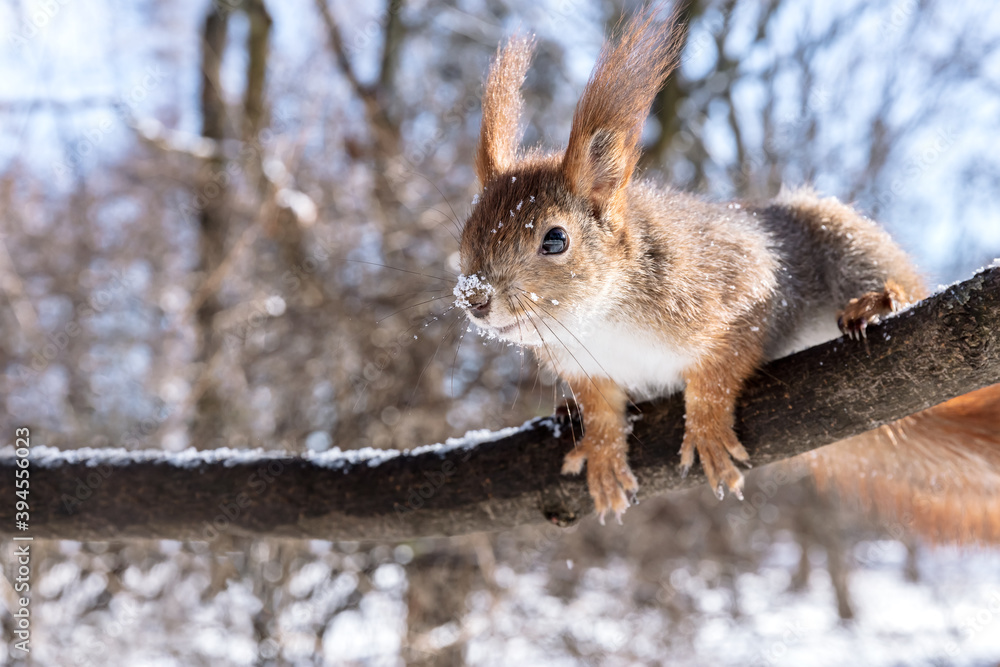 cute red squirrel searching for food in winter park on tree branch against blue sky background cute red squirrel searching for food in winter park on tree branch against blue sky background