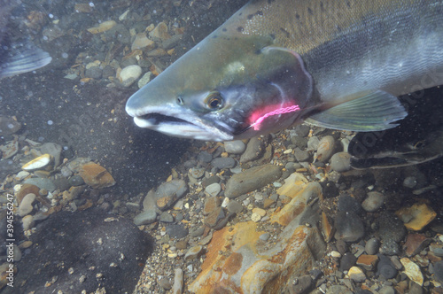 釣り針に架かったカラフトマス（北海道・知床）
