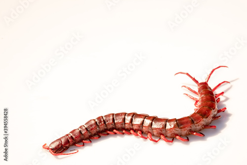 Fotografija red centipede isolated white background.