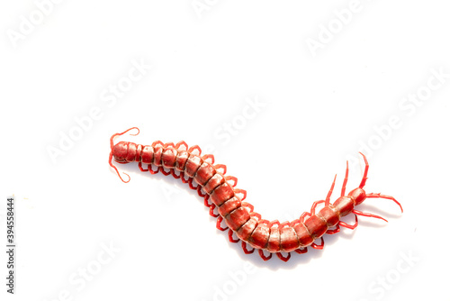 Valokuvatapetti red centipede isolated white background.