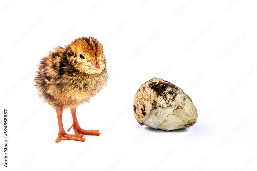 Obraz premium Damaged baby birds and eggs