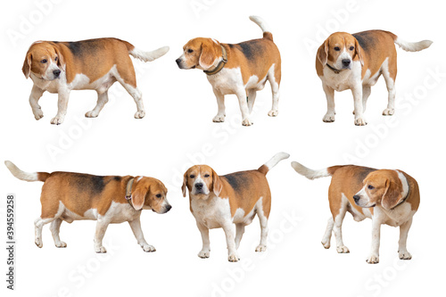 beagle dog brown and white isolated on white background