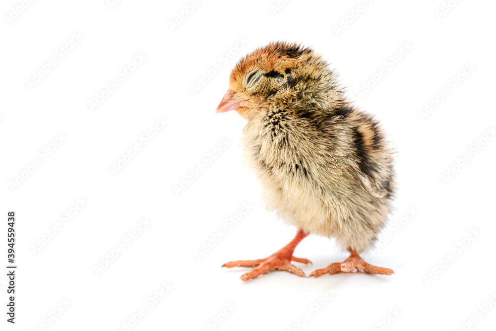 Baby of quail after hatching isolating on white background. Baby of quail after hatching isolating on white background.