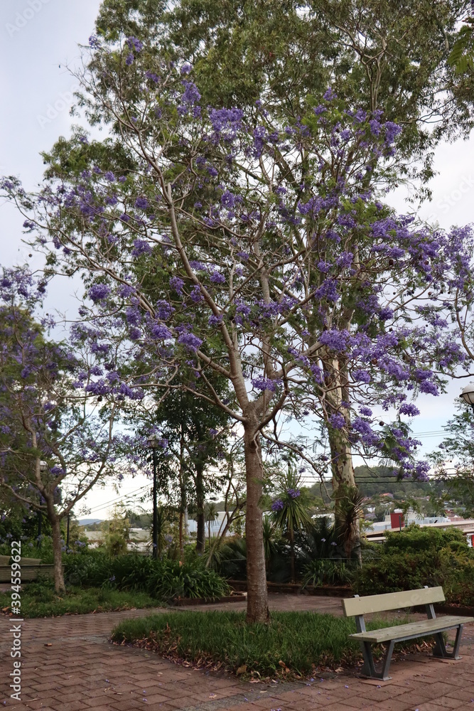 Jacaranda Tree, known for its attractive flowers. It blooms from spring to summer in Australia Jacaranda Tree, known for its attractive flowers. It blooms from spring to summer in Australia