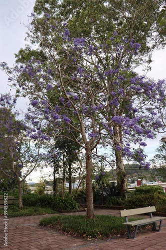 Jacaranda Tree, known for its attractive flowers. It blooms from spring to summer in Australia