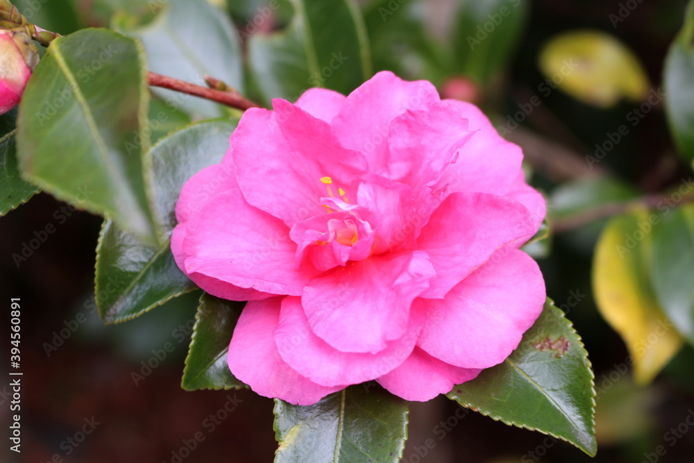 Obraz premium ツバキの花