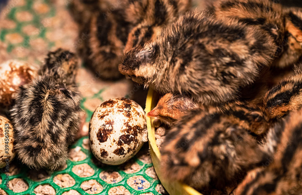 Obraz premium The baby quail in the nest is out of the egg.
