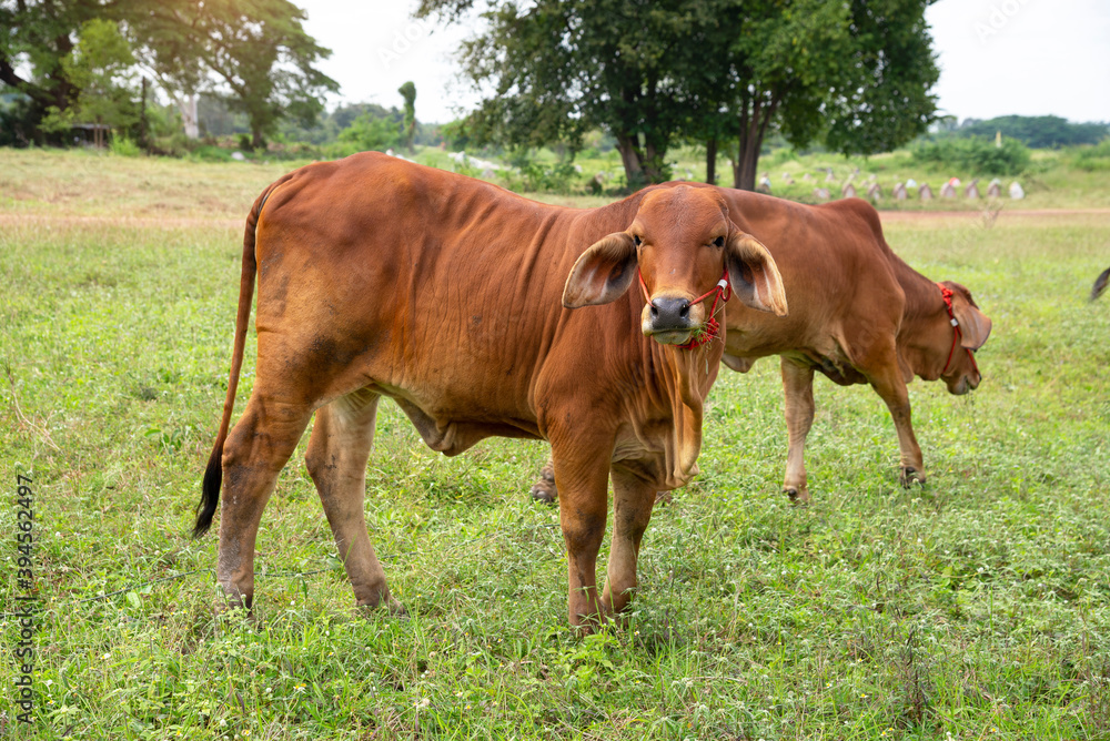 Brown Thai cows are grazing on the ground, which has rows of trees in the agricultural areas of the Thai countryside. Brown Thai cows are grazing on the ground, which has rows of trees in the agricultural areas of the Thai countryside.