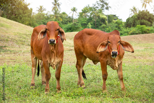 Brown  Thai cows are grazing on the ground   which has rows of trees in the agricultural areas of the Thai countryside.