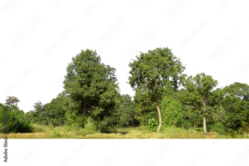 Obraz premium Trees isolated on white background, tropical trees isolated used for design, advertising and architecture.