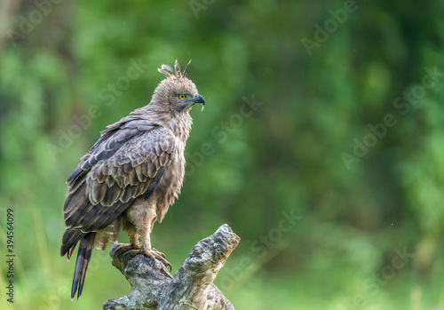 Crested Hawk Eagle © Paul