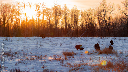 Bison grazing in a field at sunset