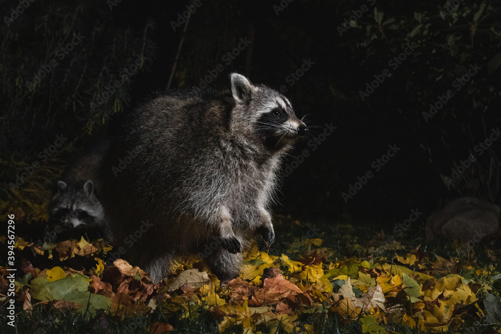 Fototapeta premium Waschbären in der Nacht
