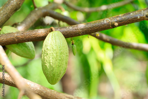 Cacao Tree (Theobroma cacao). Organic cocoa fruit pods in nature. (chocolate tree)
