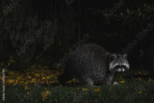 Waschbären in der Nacht