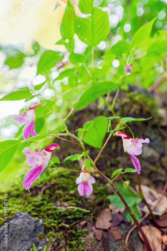 Couple love parrot flowers or Impatiens psittacina. photo