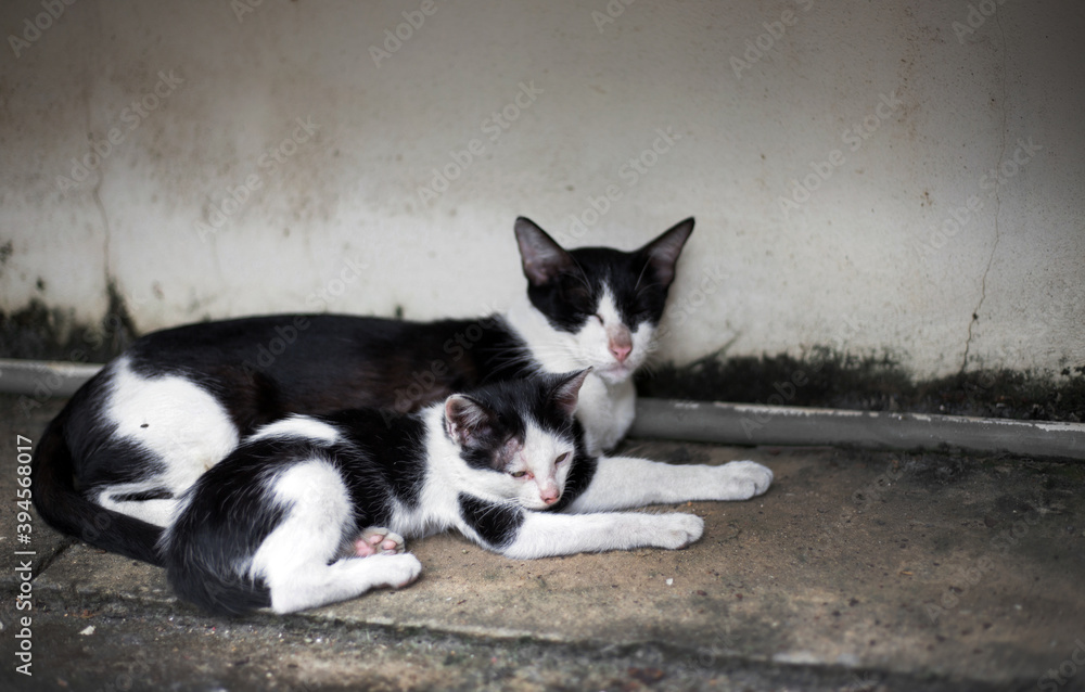 Stray kitten family on the street