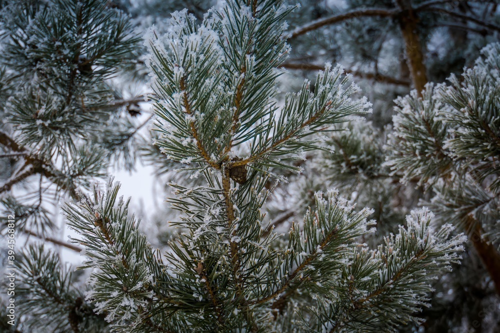 Snow on pine tree branches Snow on pine tree branches