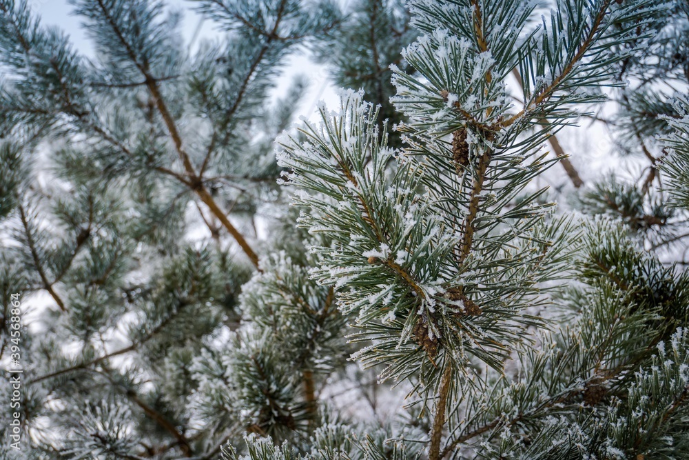 Snow on pine tree branches Snow on pine tree branches