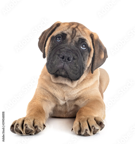 puppy bullmastiff in studio