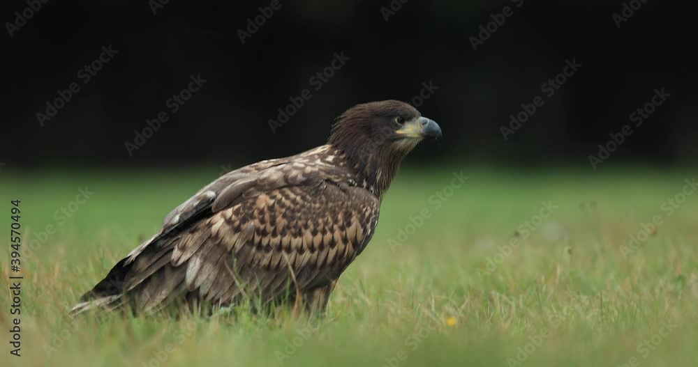 White tailed eagle is resting in a field
White tailed eagle is resting in a field