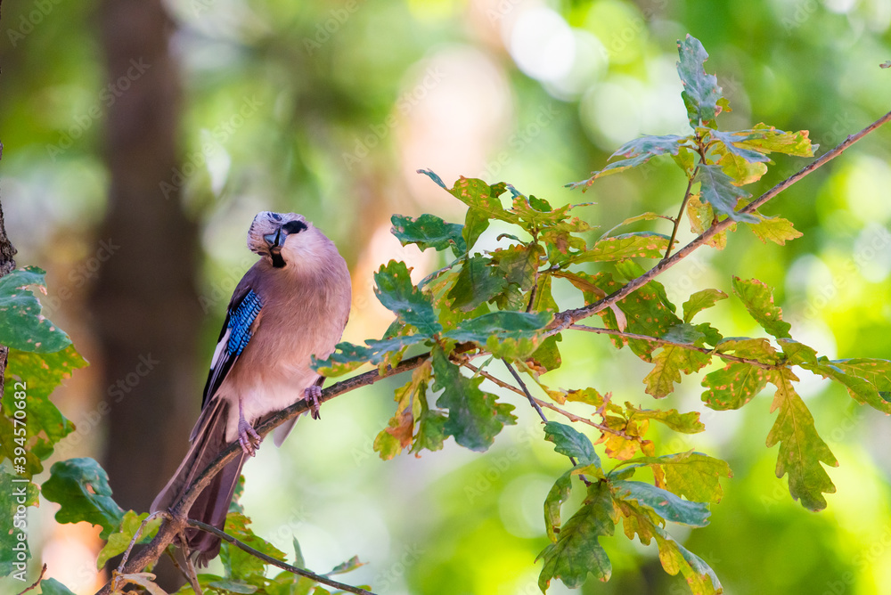 Fototapeta premium Eurasian jay or Garrulus glandarius in city park