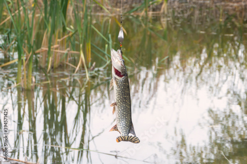 Big pike on spinning hook. Successful fishing, fisherman's catch. Selective focus, close-up