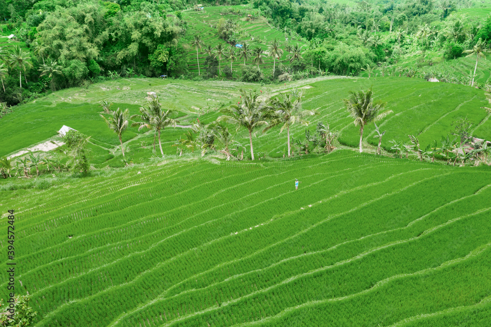 Beautiful green rice fields with trees at morning Beautiful green rice fields with trees at morning