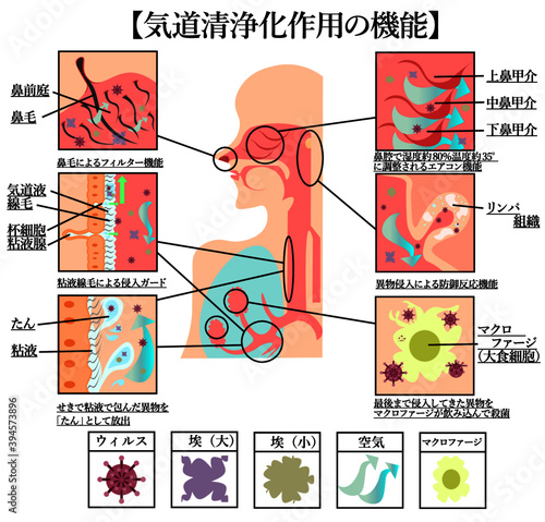 気道の浄化作用イラスト
