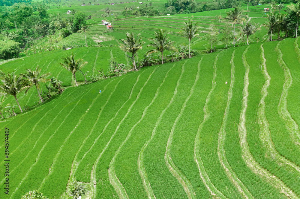 Aerial view of lush rice fields with terraced system Aerial view of lush rice fields with terraced system