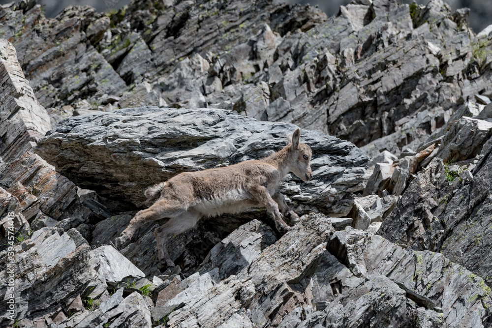 Young Ibex moves first steps on the rocks (Capra ibex) Young Ibex moves first steps on the rocks (Capra ibex)