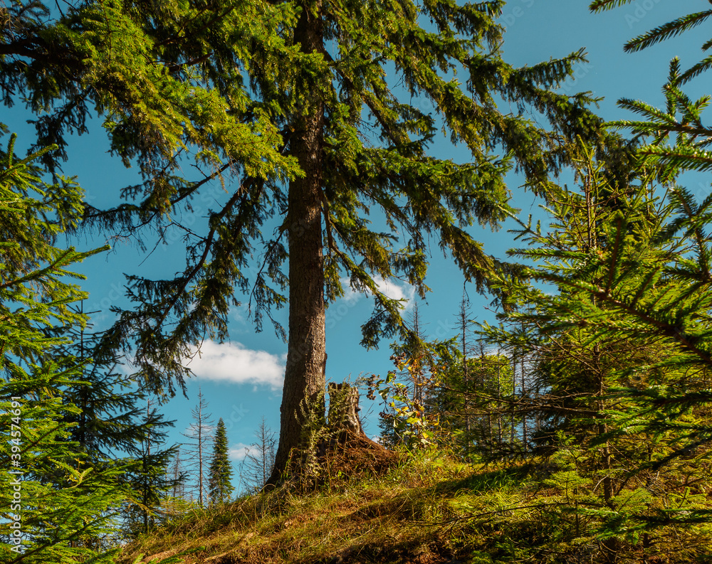 Green fir trees in a summer landscape on a sunny day. Green fir trees in a summer landscape on a sunny day.