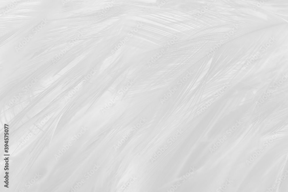 Obraz premium white feather wooly pattern texture background