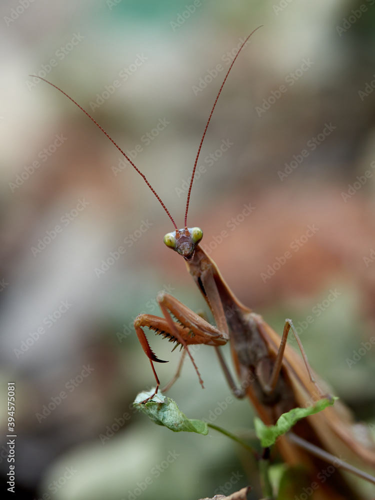 Close-up of a praying mantis (Mantis religiosa) Close-up of a praying mantis (Mantis religiosa)