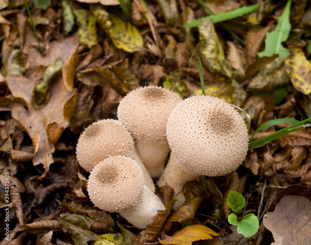 Many puffballs fungi in forest in Europe Many puffballs fungi in forest in Europe