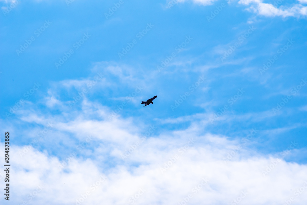 black silhouette of a flying bird in the blue sky