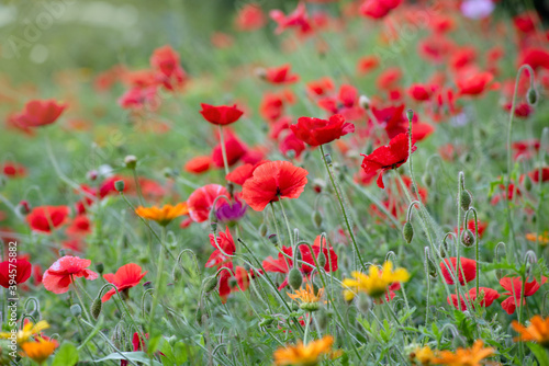 Fototapeta Naklejka Na Ścianę i Meble -  glade with lots of red flowers poppies close up