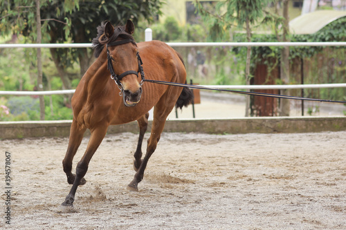 Adult brown stallion horse runs with empty riding during training at the stable