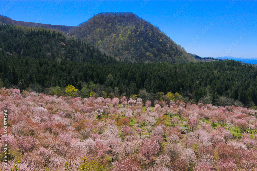 Obraz premium 満開の裏磐梯の桜峠の山桜の風景写真